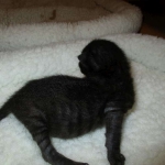 Savannah F-3C Black on Black female DOB 7-29-16