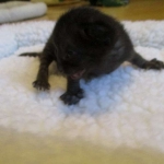 Savannah F-3C Black on Black female DOB 7-29-16