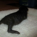 Savannah F-3C Black on Black female DOB 7-29-16