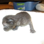 Savannah F-3C Black on Black female DOB 7-29-16