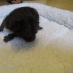 Savannah F-3C Black on Black female DOB 7-29-16