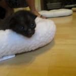 Savannah F-3C Black on Black female DOB 7-29-16