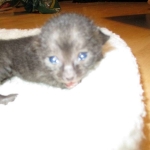 Savannah F-3C Black on Black female DOB 7-29-16