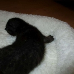 Savannah F-3C Black on Black female DOB 7-29-16