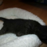 Savannah F-3C Black on Black female DOB 7-29-16