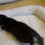 Savannah F-3C Black on Black female DOB 7-29-16