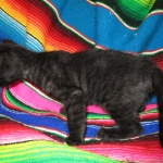 Savannah F-3C Black on Black female DOB 7-29-16