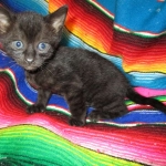 Savannah F-3C Black on Black female DOB 7-29-16