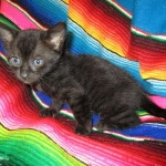 Savannah F-3C Black on Black female DOB 7-29-16