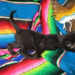 Savannah F-3C Black on Black female DOB 7-29-16