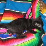 Savannah F-3C Black on Black female DOB 7-29-16