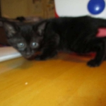 Savannah F-3C Black on Black female DOB 7-29-16