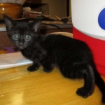 Savannah F-3C Black on Black female DOB 7-29-16