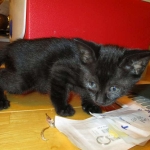 Savannah F-3C Black on Black female DOB 7-29-16