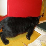 Savannah F-3C Black on Black female DOB 7-29-16