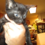 Savannah F-3C Black on Black female DOB 7-29-16