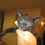 Savannah F-3C Black on Black female DOB 7-29-16