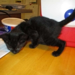 Savannah F-3C Black on Black female DOB 7-29-16