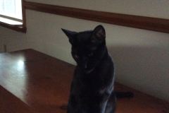 Zola Savannah F-3C Black on Black Female #2 DOB 2-15-16