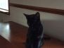 Zola Savannah F-3C Black on Black Female #2 DOB 2-15-16