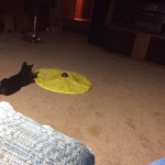 Zola, Savannah, F-3C, Female, Black on Black DOB 2-15-16