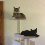 Zola, Savannah, F-3C, Female, Black on Black DOB 2-15-16