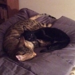 Zola, Savannah, F-3C, Female, Black on Black DOB 2-15-16