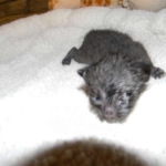 Savannah, F-3C,female, Black on Black DOB 2-15-16