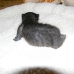 Savannah, F-3C, female, Black on Black DOB 2-15-16