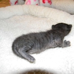 Savannah, F-3C, Female, Black on Black DOB 2-15-16