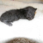 Savannah, F-3C, Male, Black on Black DOB 2-15-16