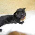 Savannah, F-3C, Female, Black on Black DOB 2-15-16