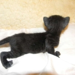 Savannah, F-3C,Female, Black on Black DOB 2-15-16