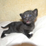 Savannah, F-3C, Female, Black on Black DOB 2-15-16