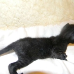 Savannah, F-3C, Female, Black on Black DOB 2-15-16