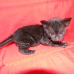 Savannah, F-3C, Female, Black on Black DOB 2-15-16