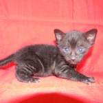 Savannah, F-3C, Female, Black on Black DOB 2-15-16