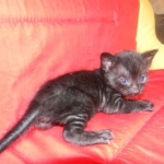 Savannah, F-3C, MFemale, Black on Black DOB 2-15-16