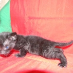 Savannah, F-3C, Female, Black on Black DOB 2-15-16