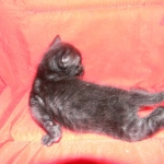 Savannah, F-3C, Female, Black on Black DOB 2-15-16