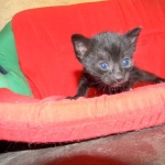 Savannah, F-3C, Female, Black on Black DOB 2-15-16