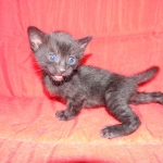 Savannah, F-3C, Female, Black on Black DOB 2-15-16