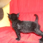 Savannah, F-3C, Female, Black on Black DOB 2-15-16