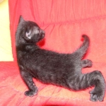 Savannah, F-3C, Female, Black on Black DOB 2-15-16