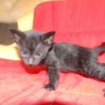 Savannah, F-3C, Female, Black on Black DOB 2-15-16