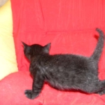 Savannah, F-3C, Female, Black on Black DOB 2-15-16