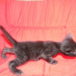 Savannah, F-3C, Female, Black on Black DOB 2-15-16