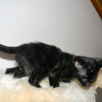 Savannah, F-3C, Male, Black on Black DOB 2-15-16