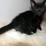 Savannah, F-3C, Female, Black on Black DOB 2-15-16