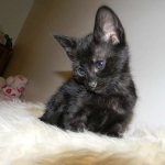 Savannah, F-3C, Female, Black on Black DOB 2-15-16